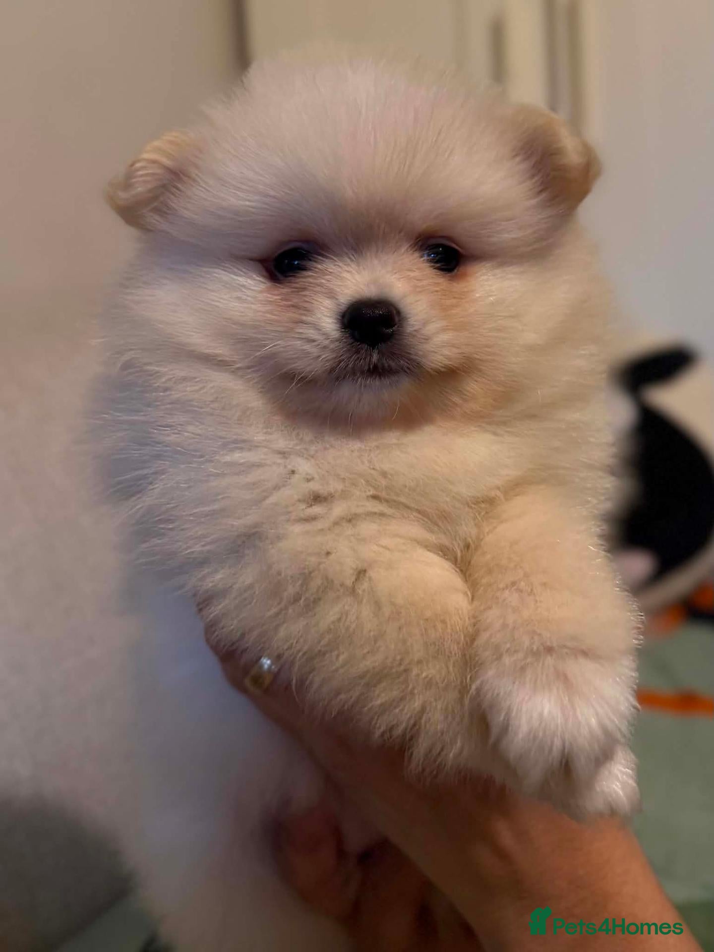Pomeranian dogs Pomeranian 6 weeks   - Advert 8