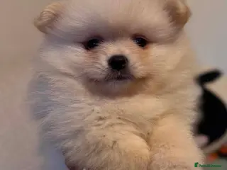 Pomeranian dogs Pomeranian 6 weeks - Advert 1