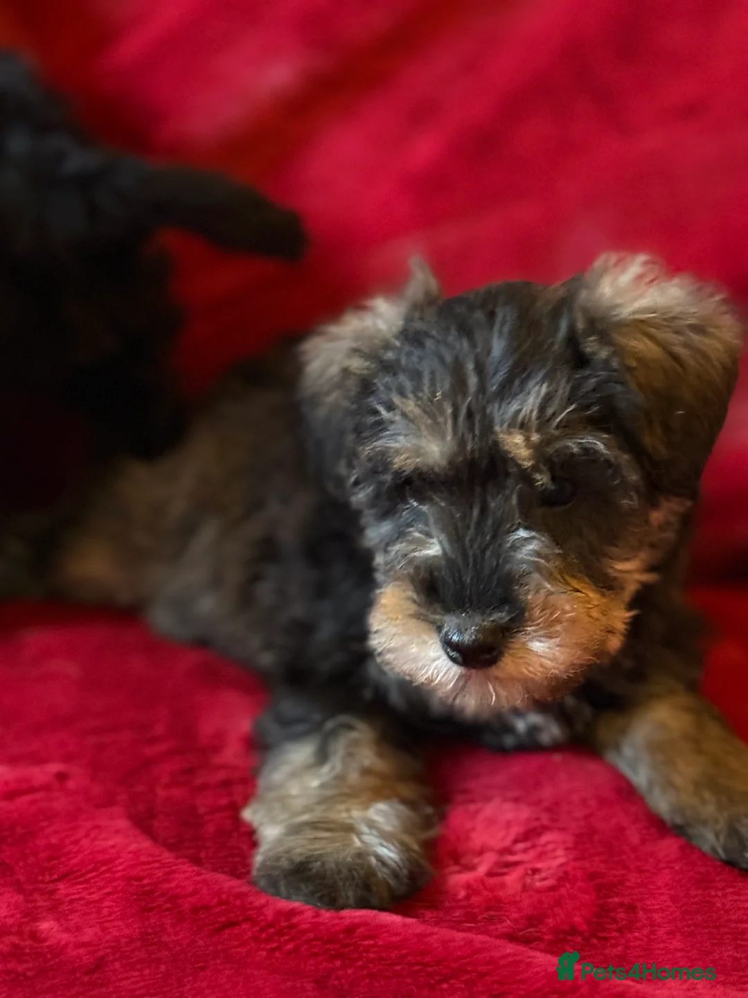Mixed Breed dogs for sale: Two beautiful mini schnoodle pups - Advert 11