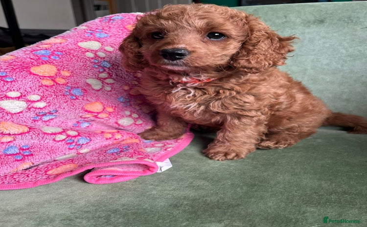 Cockapoo dogs - Advert 7