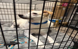 Mixed Breed dogs for sale: Lab X girl for urgent rehoming - Image 1