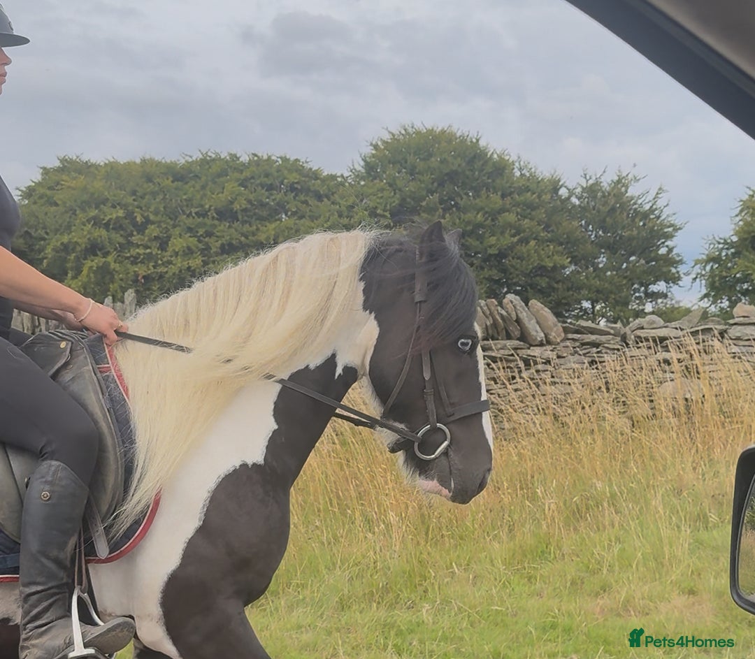 Irish Cob horses for sale: 14hh 6 year old gelding cob - Image 12