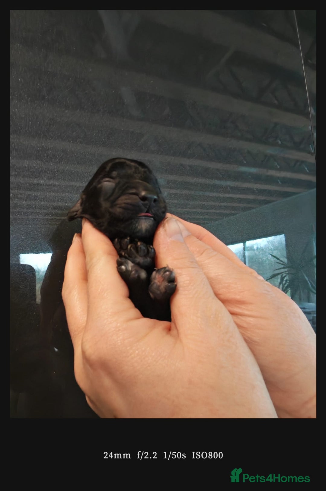 Bordoodle dogs for sale: Bordoodle  - Advert 2