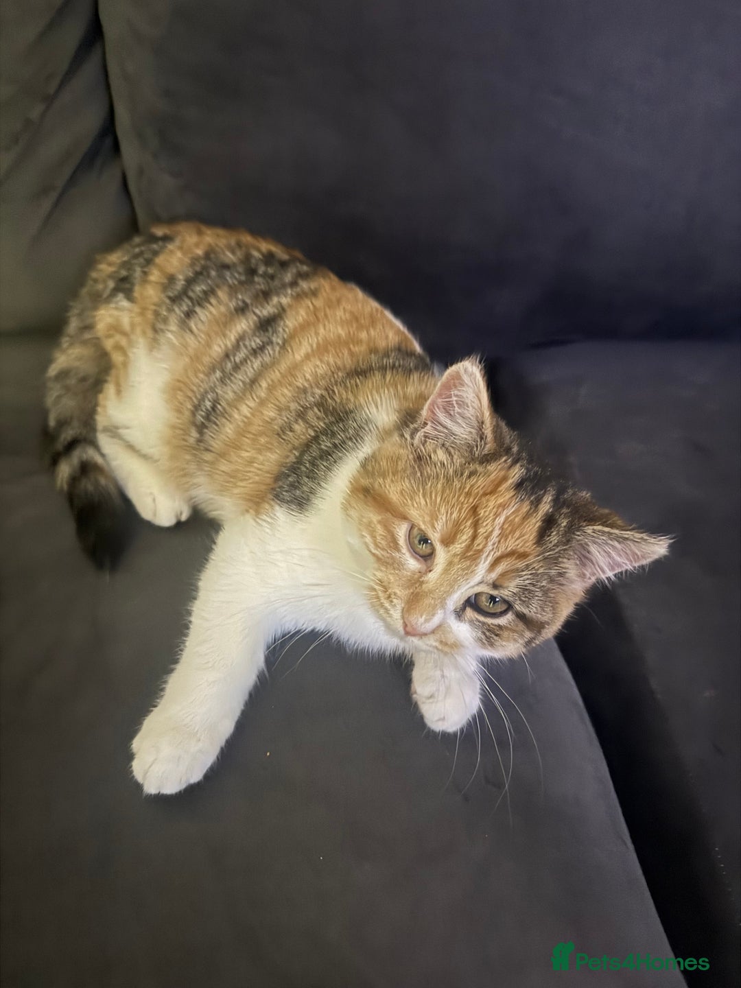Domestic Shorthair cats for sale: Rare dilute torbie and white girl - Advert 2
