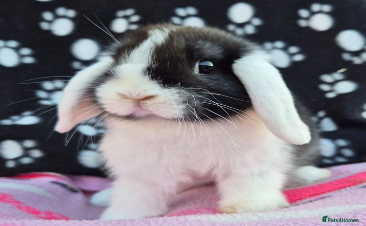 Mini Lop rabbits - Advert 14