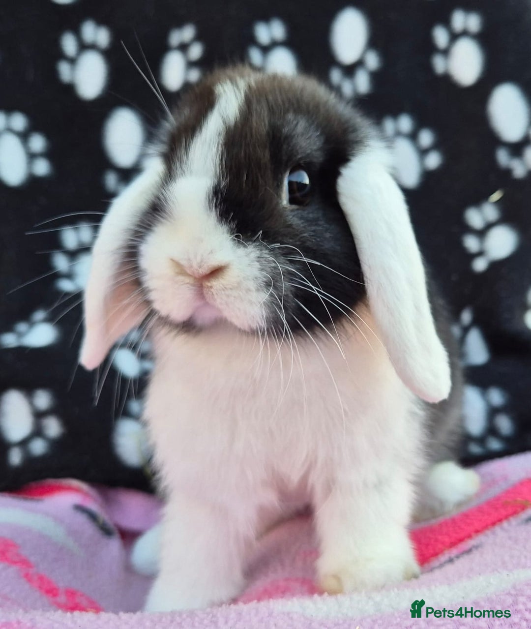 Mini Lop rabbits for sale: 8-9 week old mini lops  - Image 1