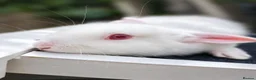 New Zealand rabbits for sale: 2 baby bunnies - Advert 2