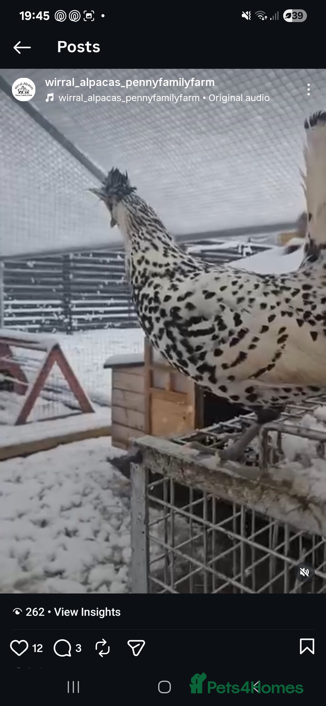 Mixed Breed birds for sale: Chickens for sale  - Advert 5