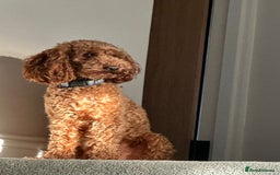 Cockapoo dogs for sale: Adorable Cockapoo Pups Ready Soon for Loving Homes - Image 8