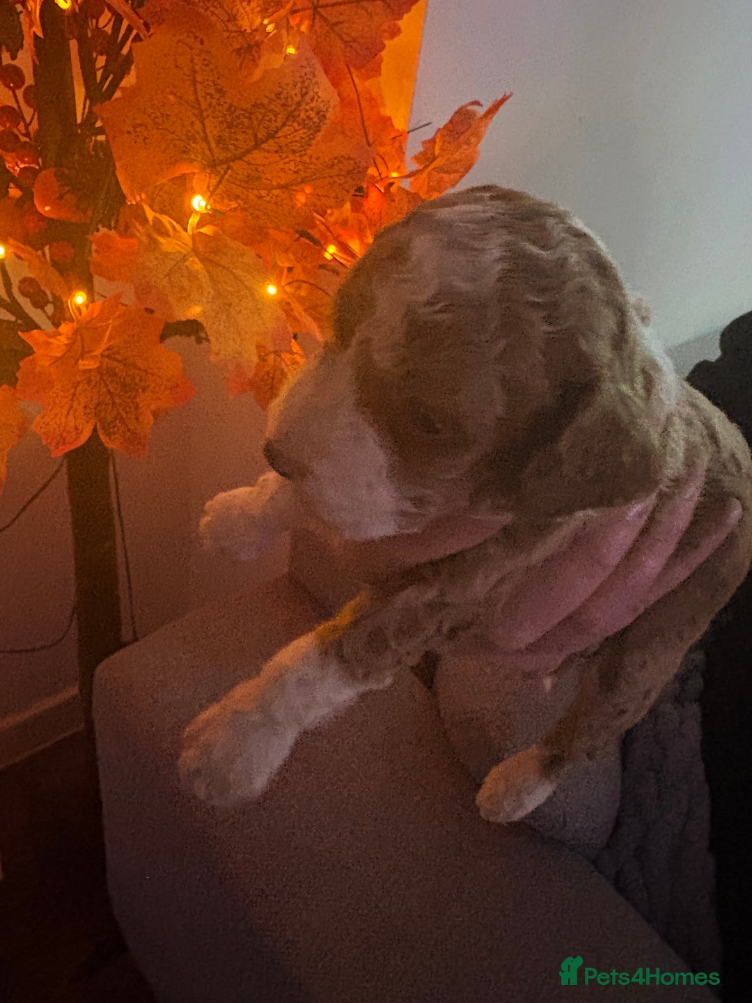 Sproodle dogs for sale: F2 Sproodle Puppies - Image 16