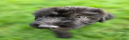 Lurcher dogs for sale: Deerhound Greyhound Collie/Bedlington  - Advert 18