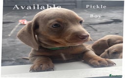 Miniature Dachshund dogs for sale: Isabella & tan miniature smoothcoat daschunds - Image 7