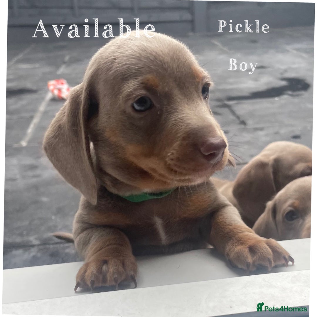 Miniature Dachshund dogs for sale: Isabella & tan miniature smoothcoat daschunds - Image 7