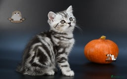 Scottish Fold cats for sale: LICENSED CATTERY, PURE BREED TOP QUALITY KITTENS - Image 4