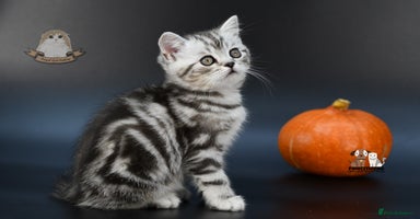 Scottish Fold cats - Advert 11