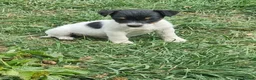 Jack Russell dogs for sale: Jack Russel pups  - Advert 3