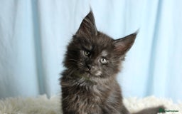 Maine Coon cats for sale: 🔥Stunning Maine Coon kittens🔥 - Image 15