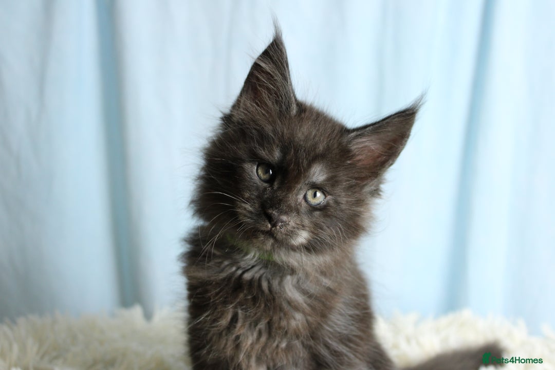 Maine Coon cats for sale: 🔥Stunning Maine Coon kittens🔥 - Image 15