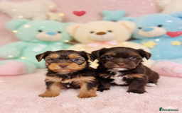 Yorkshire Terrier dogs for sale: Outstanding RARE Yorkshire terrier chocolate  - Image 4
