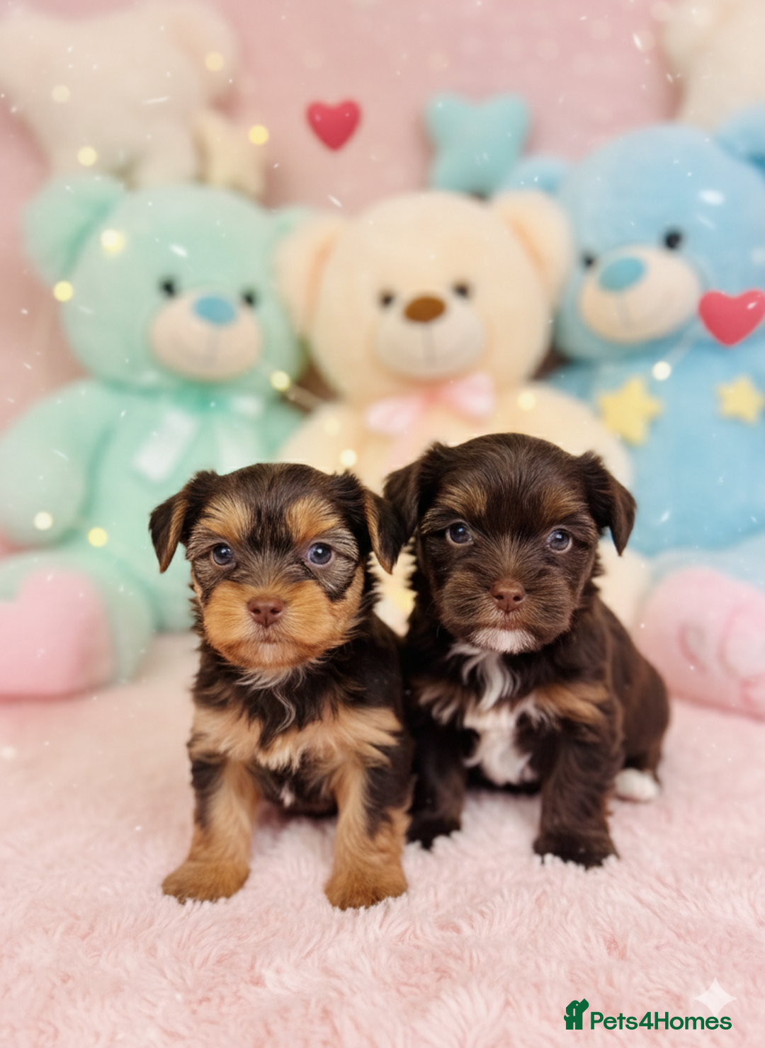 Yorkshire Terrier dogs for sale: Outstanding RARE Yorkshire terrier chocolate  - Image 4