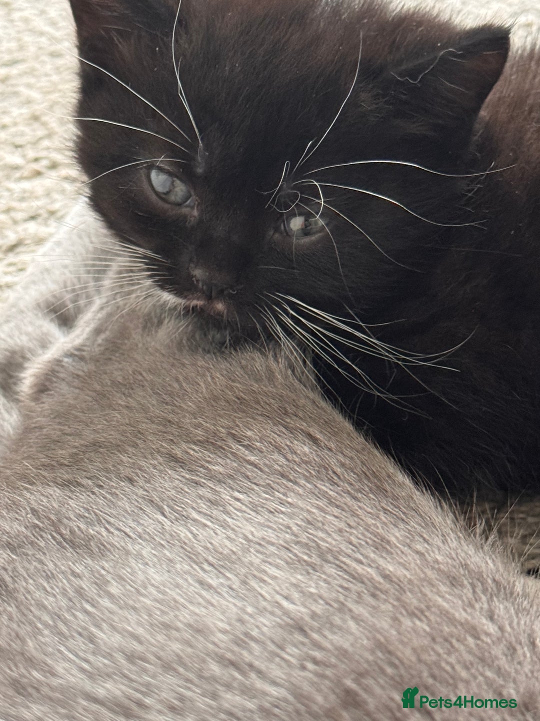 Mixed Breed cats for sale: 🐾 Half British Shorthair Kittens Available! 🐾 - Image 4