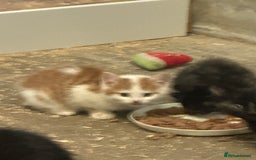 Mixed Breed cats for sale: KITTENS - Image 3