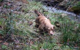 Cocker Spaniel dogs for sale: 2 female cocker spaniel  - Image 2