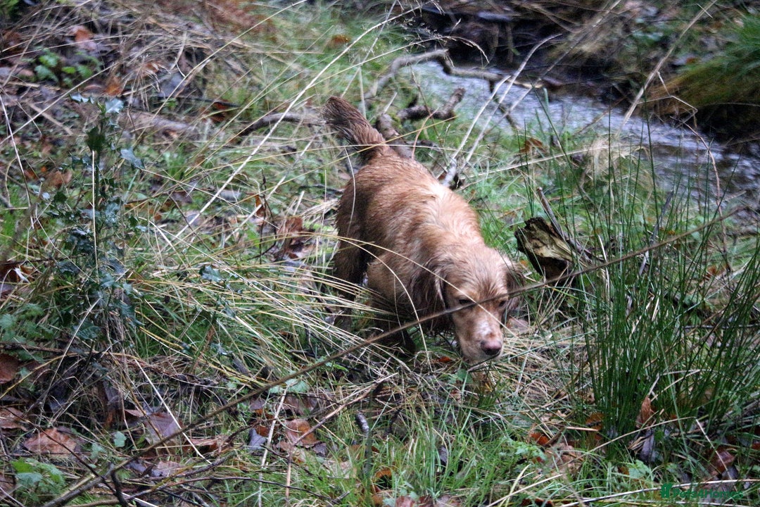 Cocker Spaniel dogs for sale: 2 female cocker spaniel  - Image 2