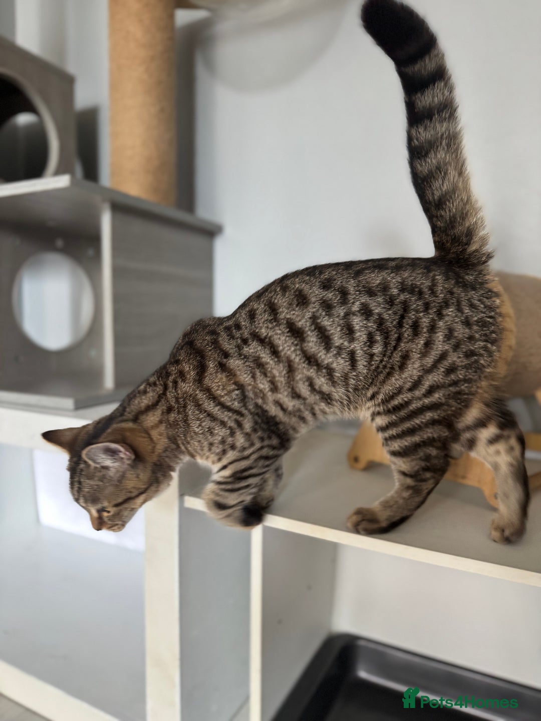 Scottish Fold cats for sale: Scottish Fold Kittens Ready for Permanent Homes ✨ - Image 20