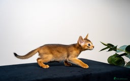 Abyssinian cats for sale: Elegant Abyssinian Kittens Champion Lines 🏆 🥇  - Image 32