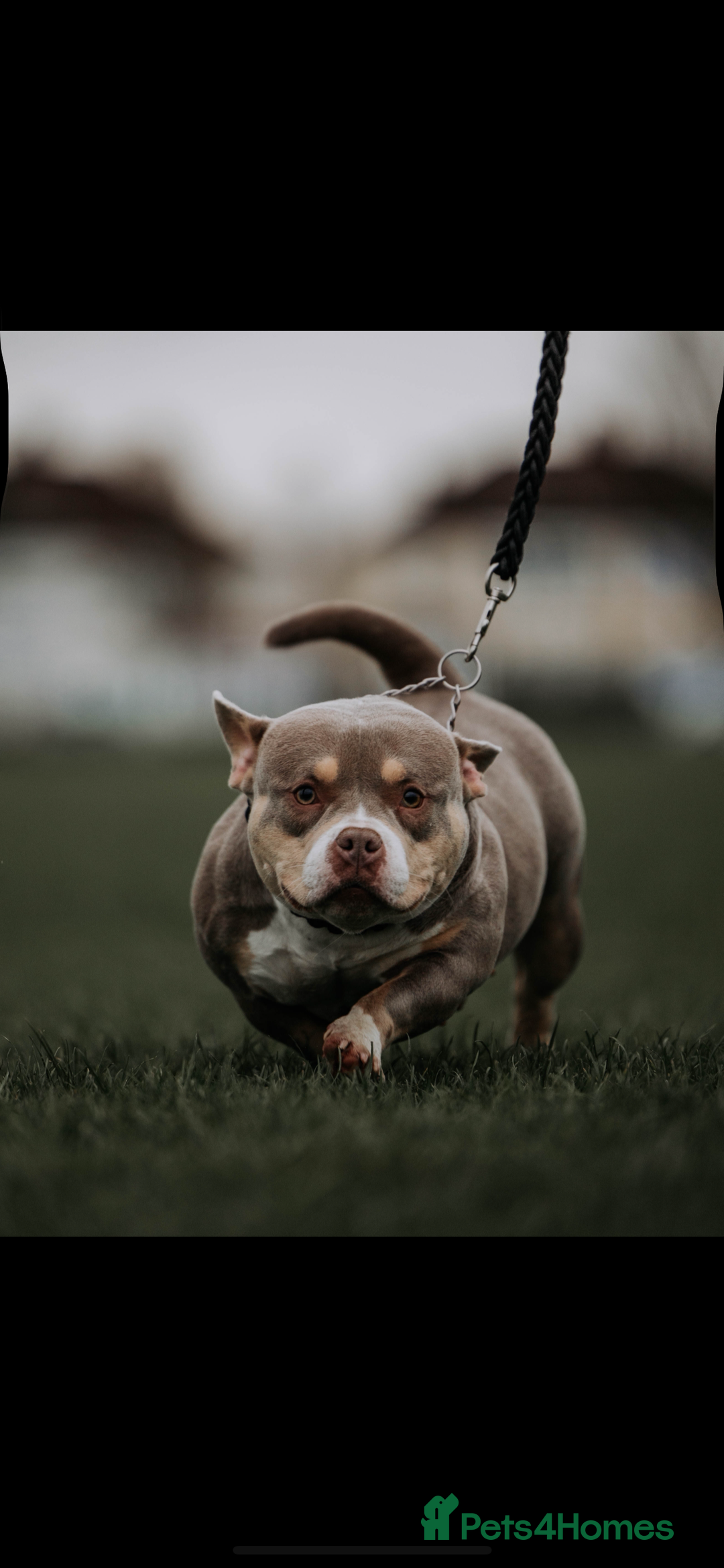 American Bully dogs for sale: Top quality micro bully’s  - Image 8