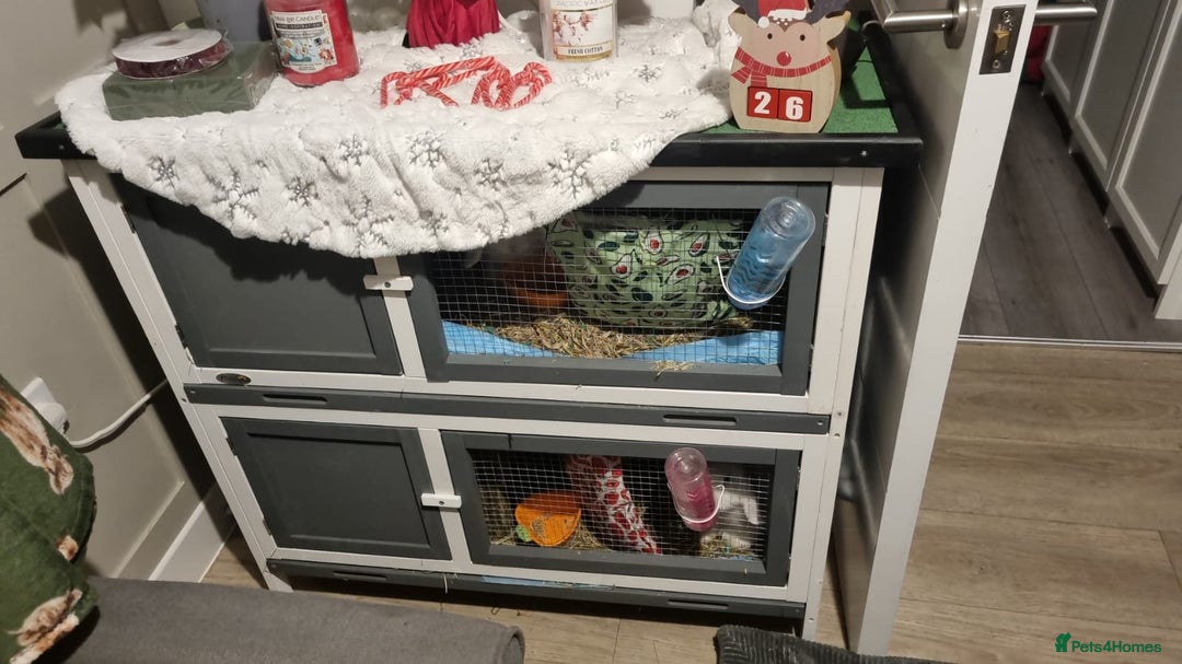 Mini Lop rabbits for sale: 2 mini lop rabbits  - Advert 5