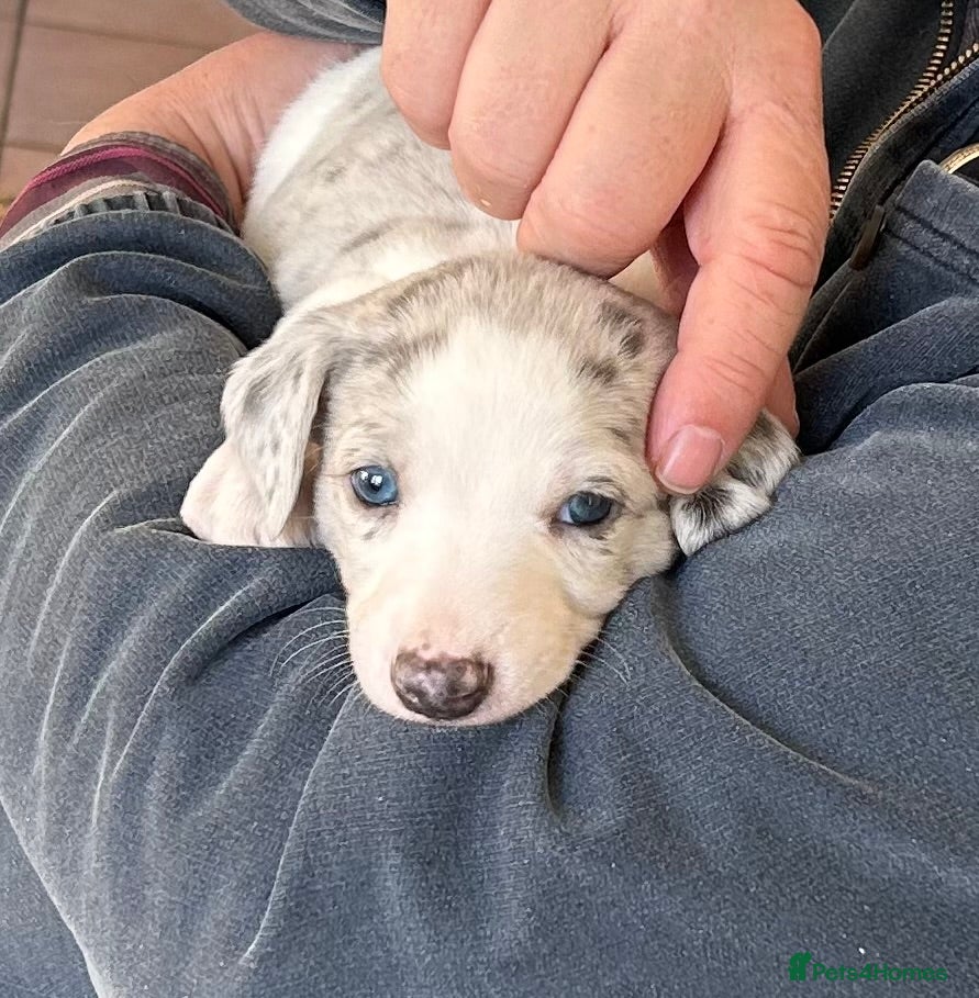 Whippet dogs Whippet lurcher pups - Advert 2