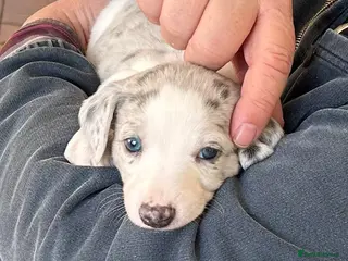 Whippet dogs Whippet lurcher pups - Advert 2