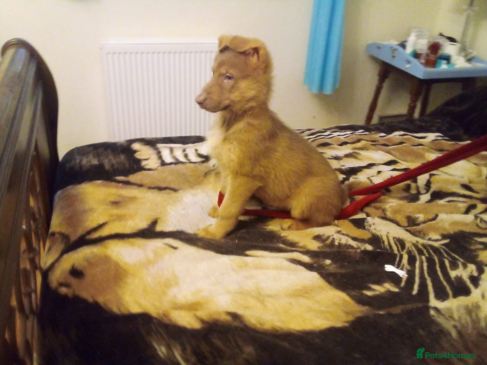 German Shepherd dogs ONLY TWO BLUE EYED ISABELLA BOYS LEFT  - Advert 6