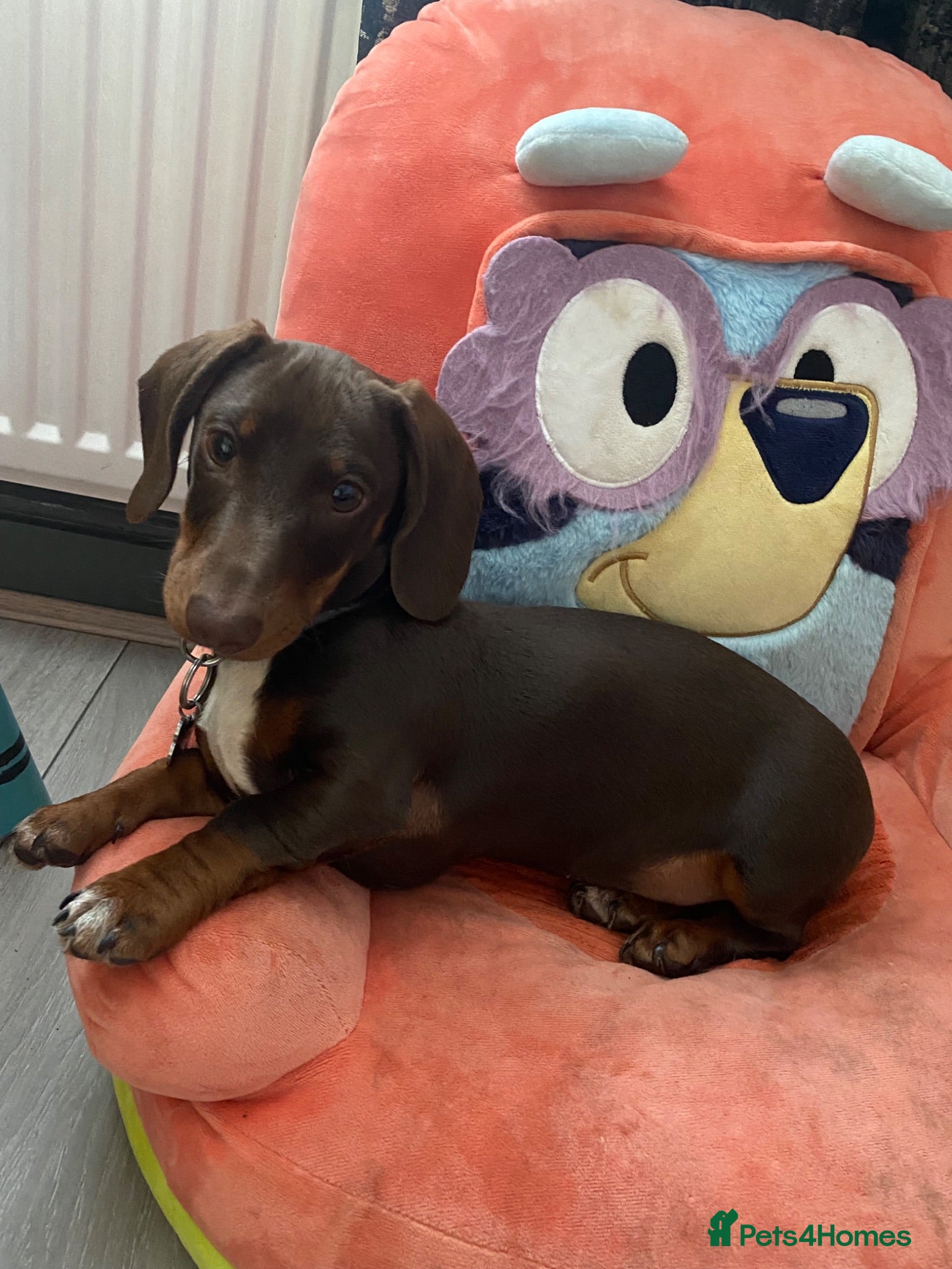 Miniature Dachshund dogs Miniature Dachshund  - Advert 1