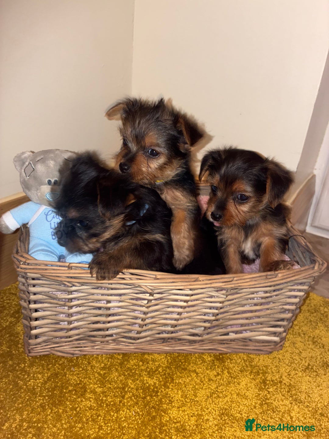 Yorkshire Terrier dogs for sale: Yorkshire Terrier puppies for sale  - Advert 9