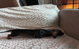 Miniature Dachshund dogs for sale: 3 gorgeous miniature dachshund girls  - Advert 7