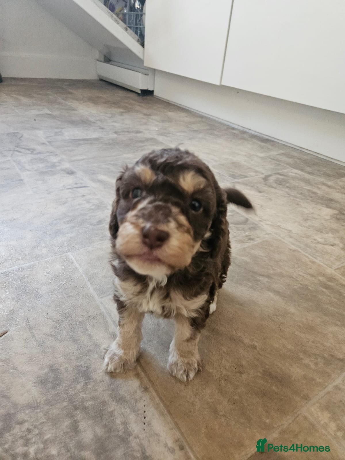 Cockapoo dogs Gorgeous Cockapoo F1B  - Advert 10