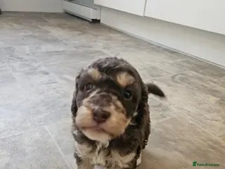 Cockapoo dogs Gorgeous Cockapoo F1B - Advert 10