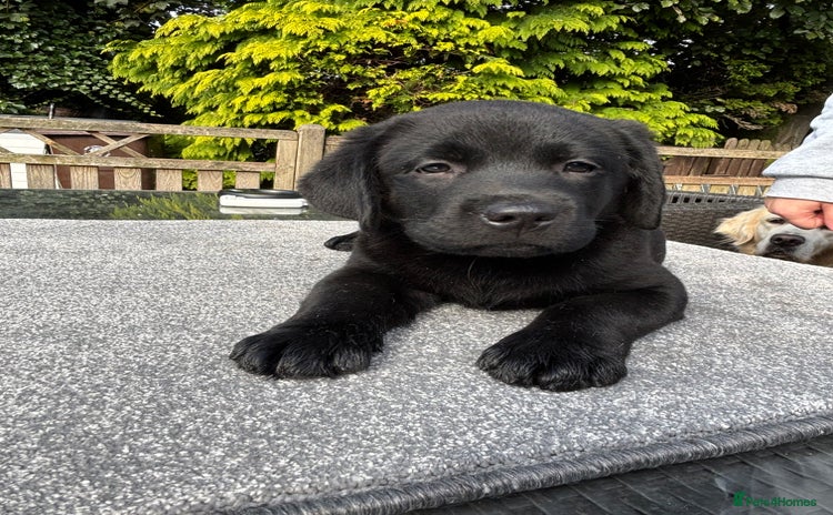 Labrador Retriever dogs - Advert 10