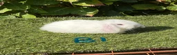 Mini Lop rabbits for sale: Pure bred mini lops . - Advert 1