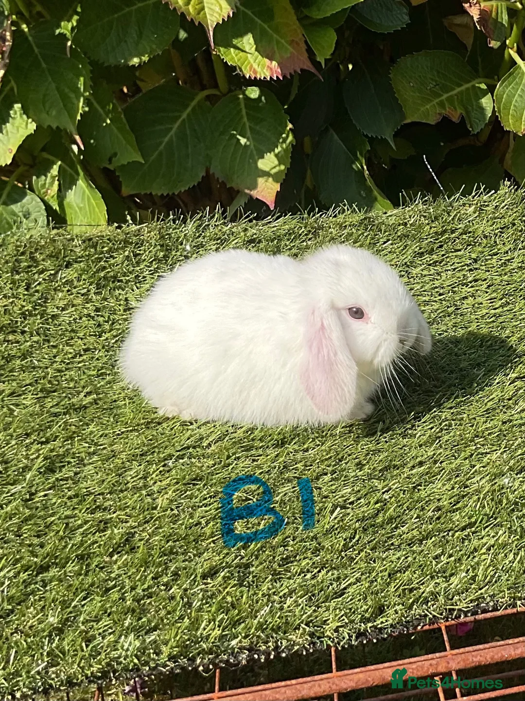 Mini Lop rabbits for sale: Pure bred mini lops . - Advert 1