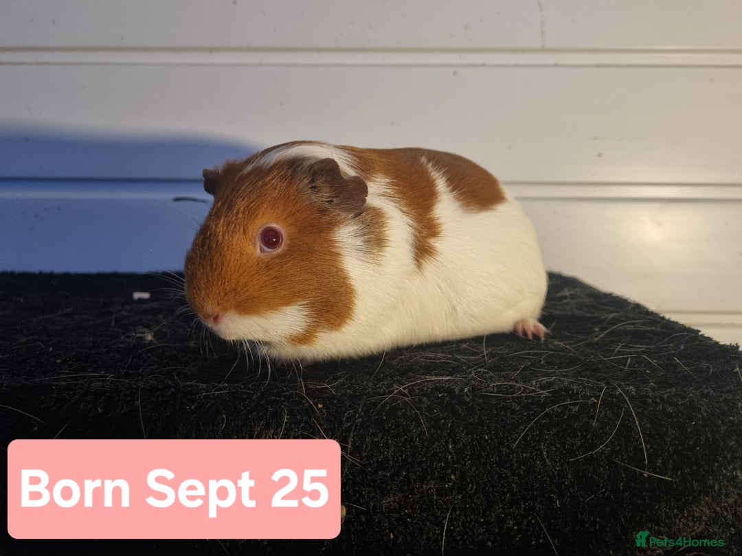 Guinea Pig rodents for sale: Female Guinea Pigs  - Advert 1