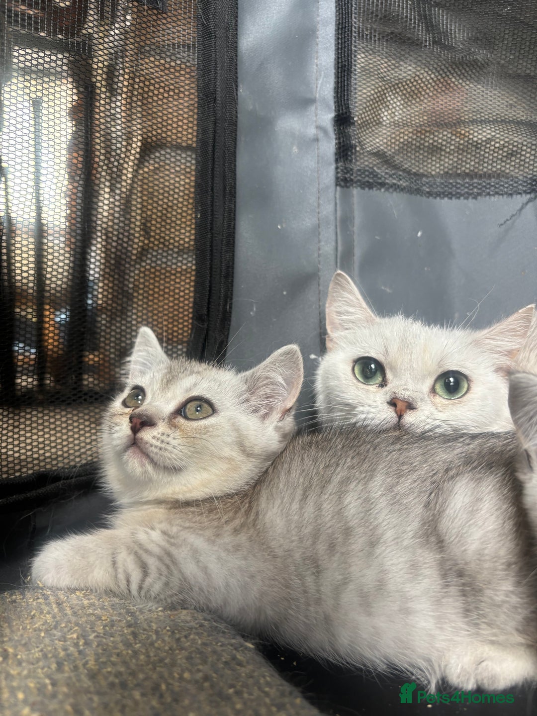 British Shorthair cats for sale: 1 BSH colour point & 4 rainbow BSH Chinchillas - Image 9