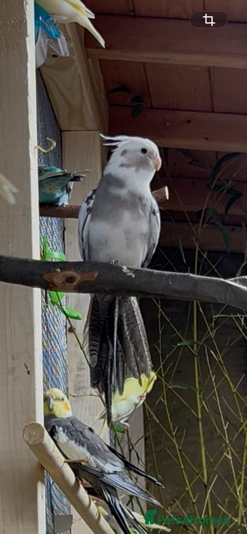 Cockatiels birds Male cockatiel - Advert 2