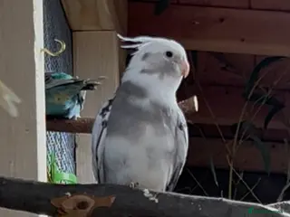 Cockatiels birds Male cockatiel - Advert 2