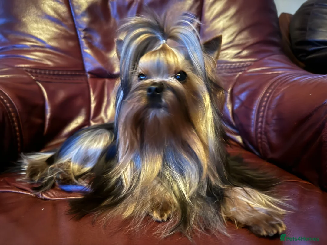Yorkshire Terrier dogs for stud: Miniature Show boy  1,8 kg !  in Camberley - Advert 6