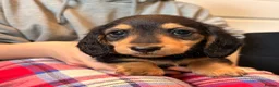 Miniature Dachshund dogs for sale: Long Haired - READY NOW. - Advert 11