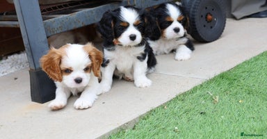 Cavalier King Charles Spaniel dogs - Advert 12